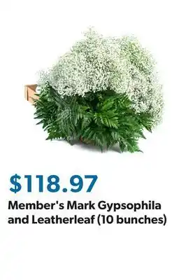 Sam's Club Member's Mark Gypsophila and Leatherleaf (10 bunches) offer