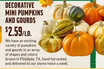 Central Market Decorative Mini Pumpkins And Gourds offer