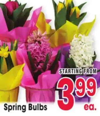 Jewel-Osco Spring Bulbs offer