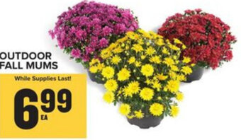Food Lion Outdoor Fall Mums offer