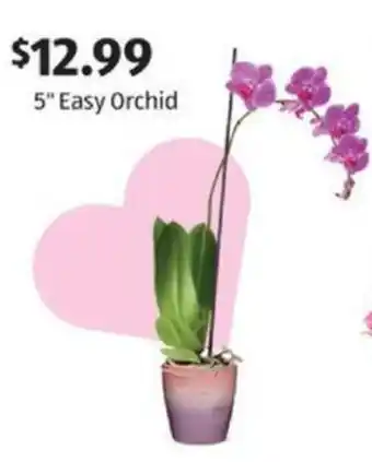Aldi 5" Easy Orchid offer