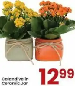 Albertsons Calandiva In Ceramic Jar offer