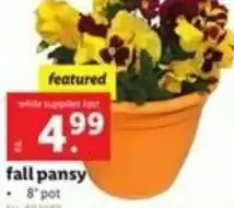 Lidl Fall Pansy offer
