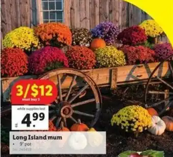 Lidl Long Island Mum 9" Pot offer