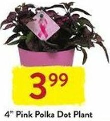 Fresh Thyme 4" Pink Polka Dot Plant offer