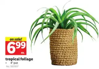 Lidl tropical foliage offer