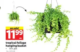 Lidl tropical foliage hanging basket offer