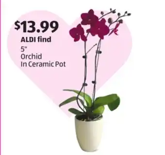 Aldi 5 Orchid In Ceramic Pot offer