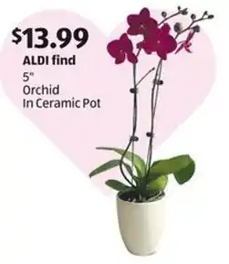 Aldi Orchid In Ceramic Pot offer