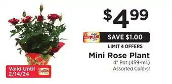 ShopRite Mini Rose Plant offer