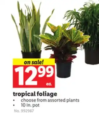 Lidl tropical foliage offer