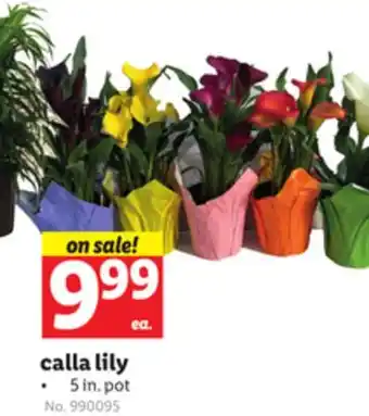 Lidl calla lily offer