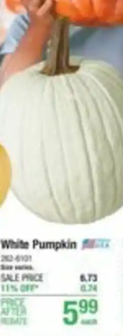 Menards White Pumpkin offer