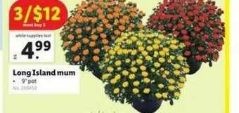 Lidl Long Island Mum offer