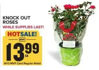 Food Lion KNOCK OUT ROSES offer