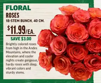 Central Market Floral Roses 18-Stem Bunch, 40 Cm offer