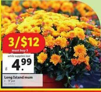Lidl Long Island Mum offer