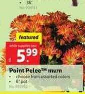 Lidl Point Pelee™ Mum offer