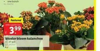 Lidl Bicolor Bloom Kalanchoe offer