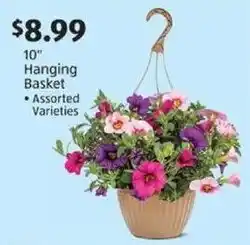 Aldi 10" Hanging Basket offer