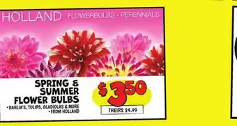 Ollie's HOLLAND SPRING & SUMMER FLOWER BULBS offer