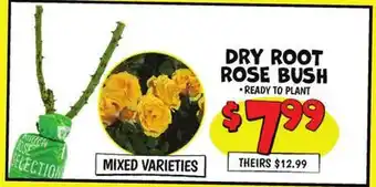 Ollie's DRY ROOT ROSE BUSH offer