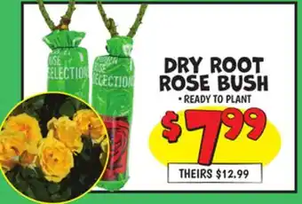 Ollie's DRY ROOT ROSE BUSH offer