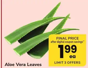 ACME Aloe Vera Leaves offer