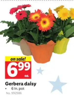 Lidl Gerbera daisy offer