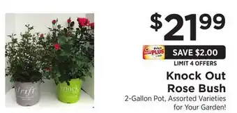 ShopRite Knock Out Rose Bush offer