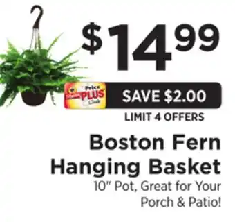ShopRite Boston Fern Hanging Basket offer