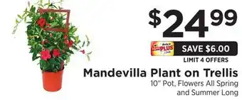 ShopRite Mandevilla Plant on Trellis offer