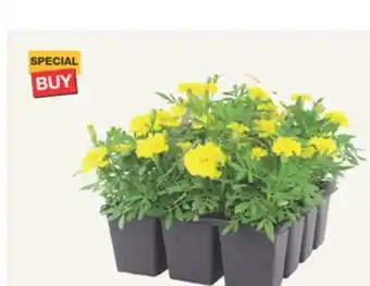 The Home Depot 12-Pack Annuals offer