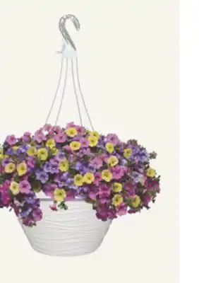 The Home Depot 12 Premier Hanging Basket offer