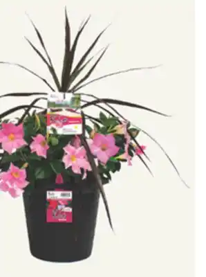 The Home Depot 12 Dipladenia Planter offer