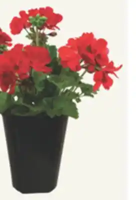 The Home Depot 4 Seed Geranium offer
