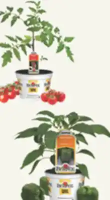 The Home Depot 6 Vegetables & Herbs offer