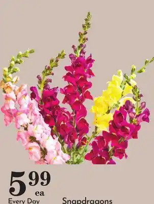 Pavilions Snapdragons offer