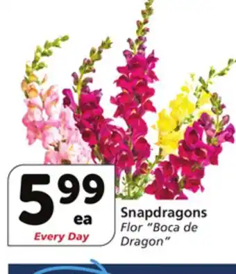 Albertsons Snapdragons offer