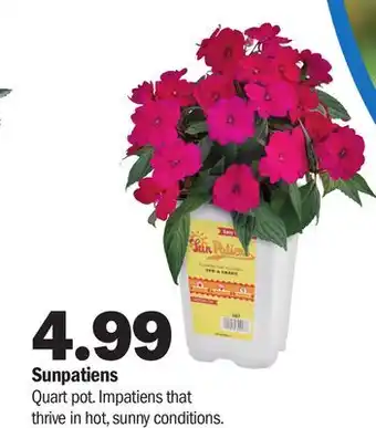 Meijer Sunpatiens offer