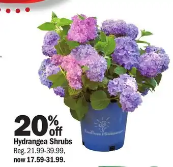 Meijer Hydrangea Shrubs offer
