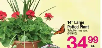 Ace Hardware 14 Large Potted Plant offer