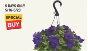 The Home Depot 10 Classic Hanging Basket offer