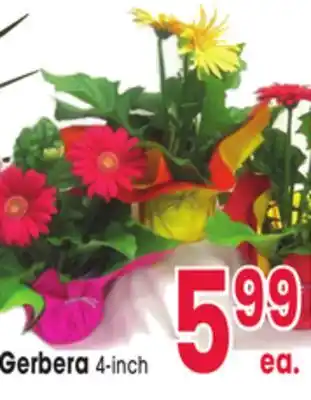 Jewel-Osco Gerbera offer