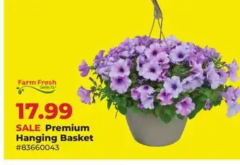 Runnings Premium Hanging Basket offer