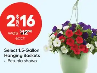 Lowe's Select 1.5-Gallon Hanging Baskets offer