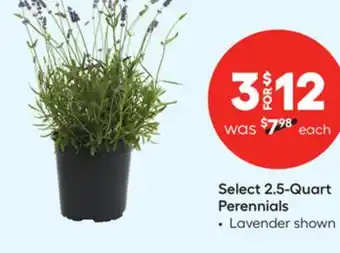 Lowe's Select 2.5-Quart Perennials offer