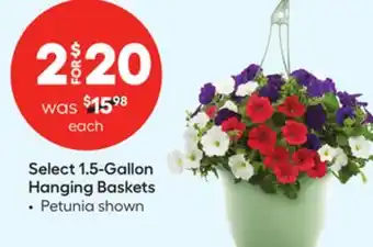 Lowe's Select 1.5-Gallon Hanging Baskets offer