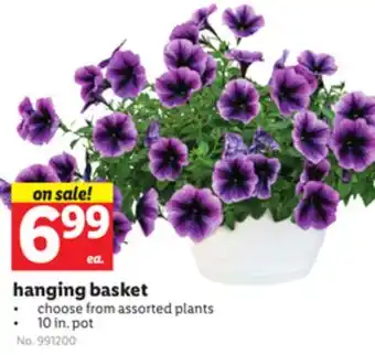 Lidl hanging basket offer