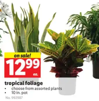 Lidl tropical foliage offer